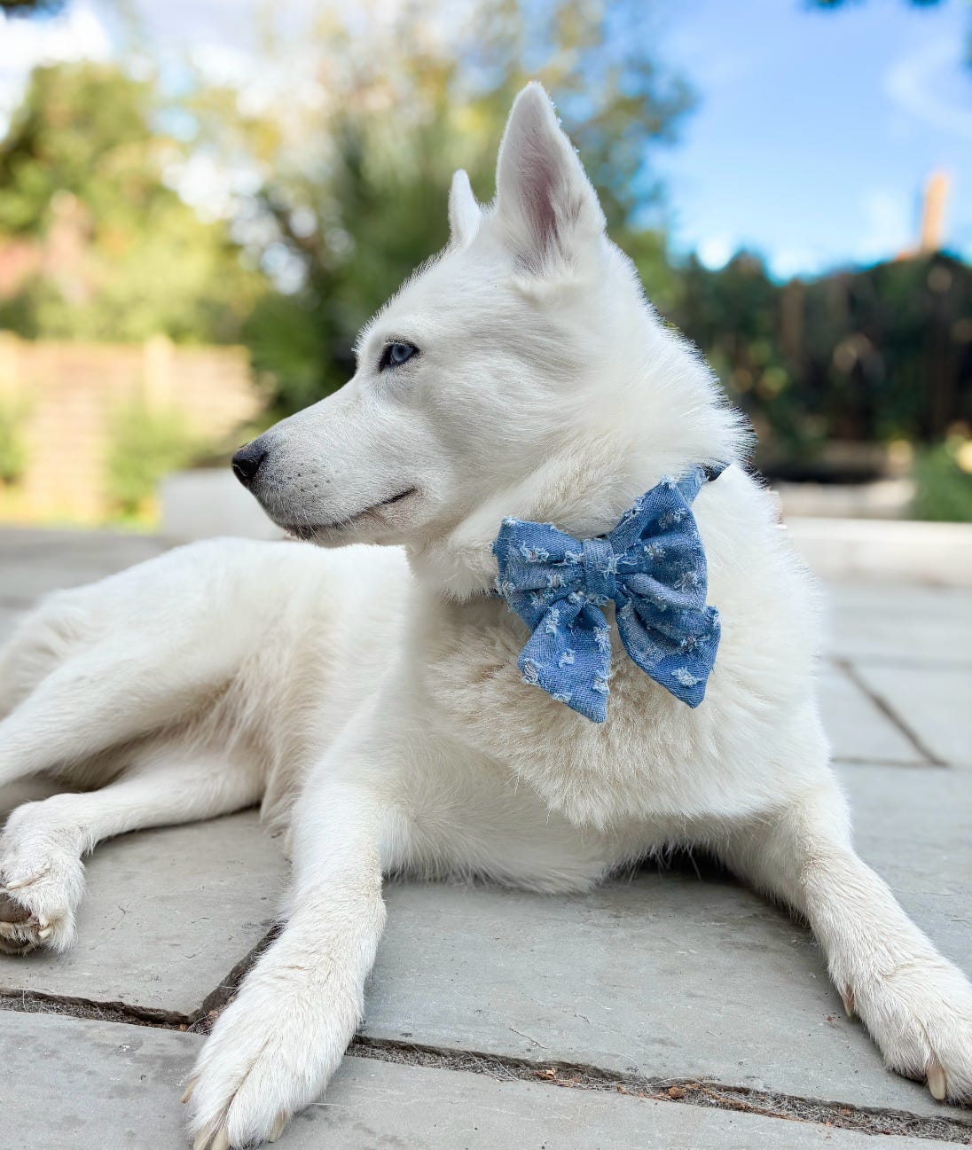 Doggy Denim Sailor Bow Tie