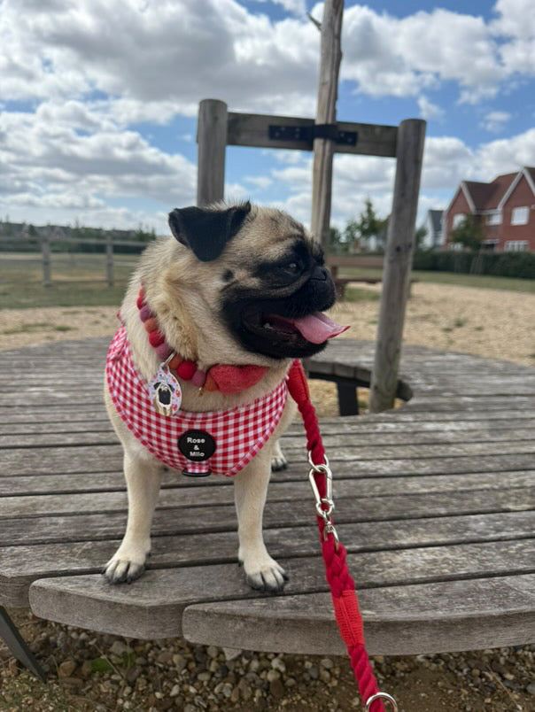 Red Gingham Adjustable Harness