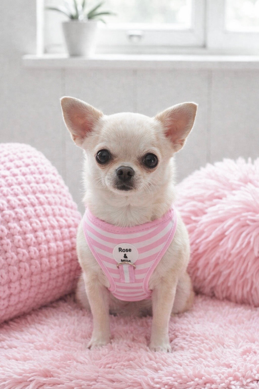 Pink Stripe Adjustable Dog Harness