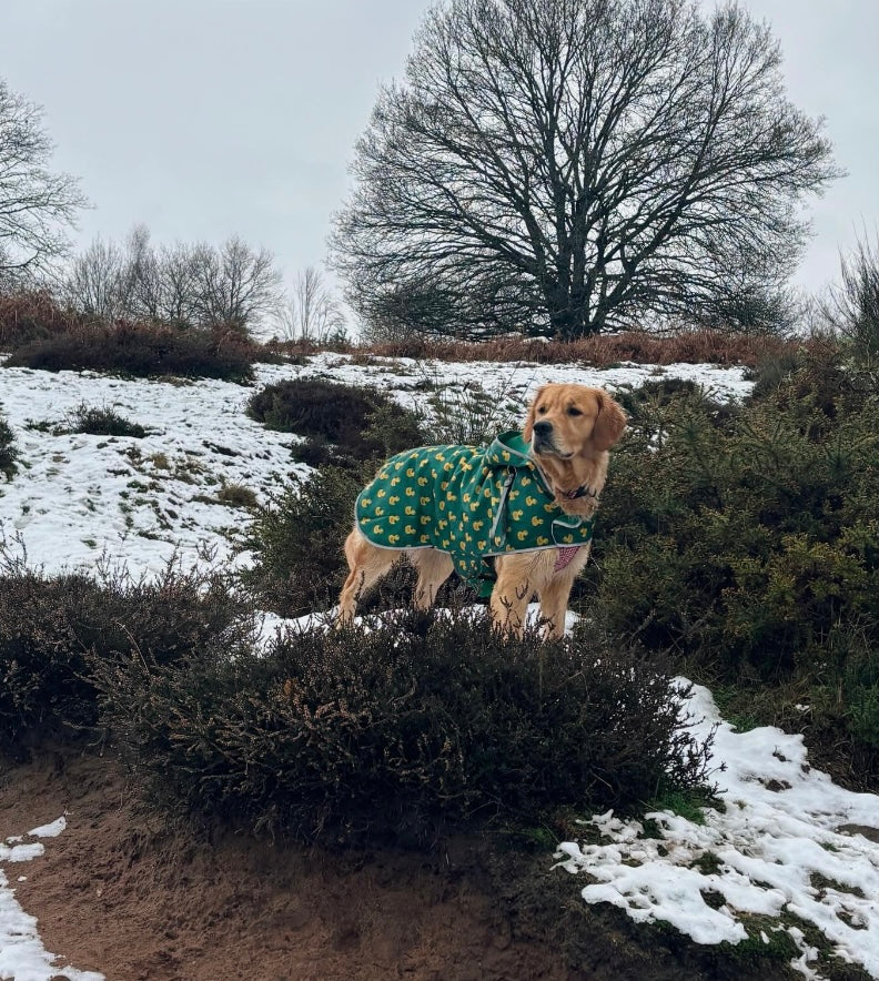Cute Duck Dog Coat