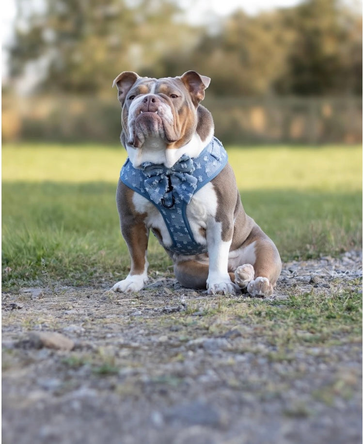 Doggy Denim Adjustable Dog Harness