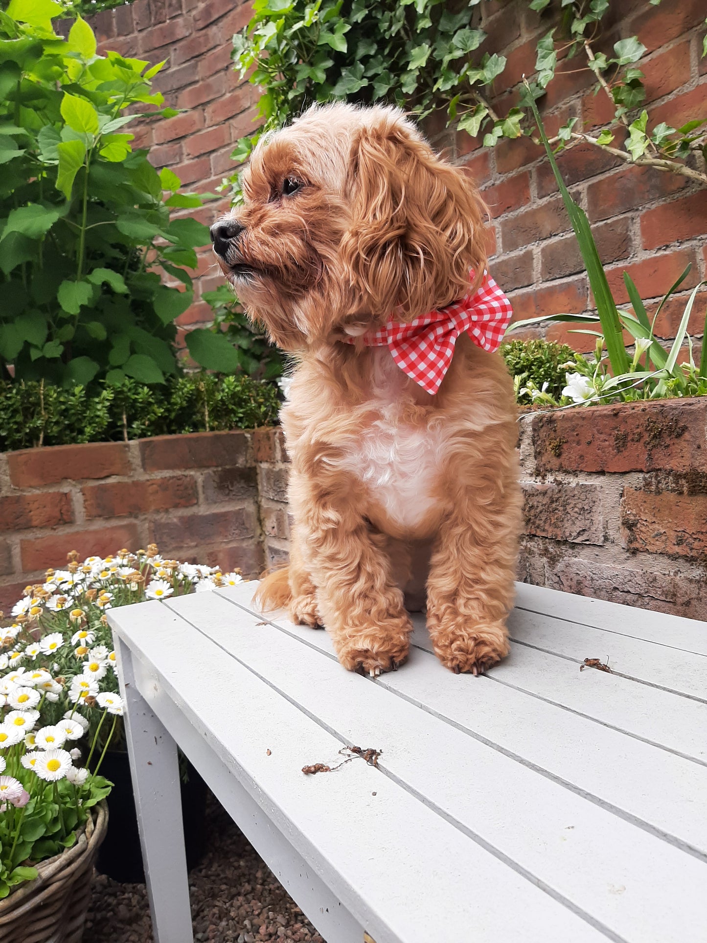 Bow Tie Red Gingham